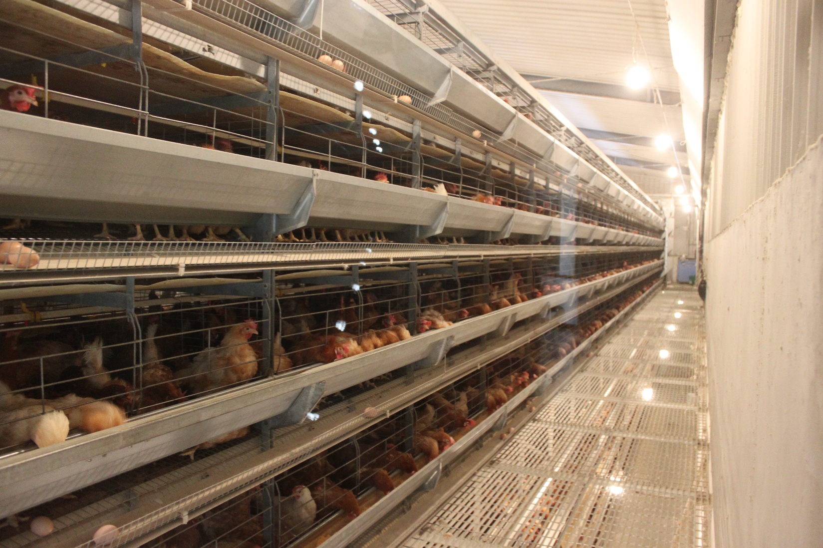 青岛田瑞牧业科技有限公司 - 层叠式蛋鸡福利养殖设备