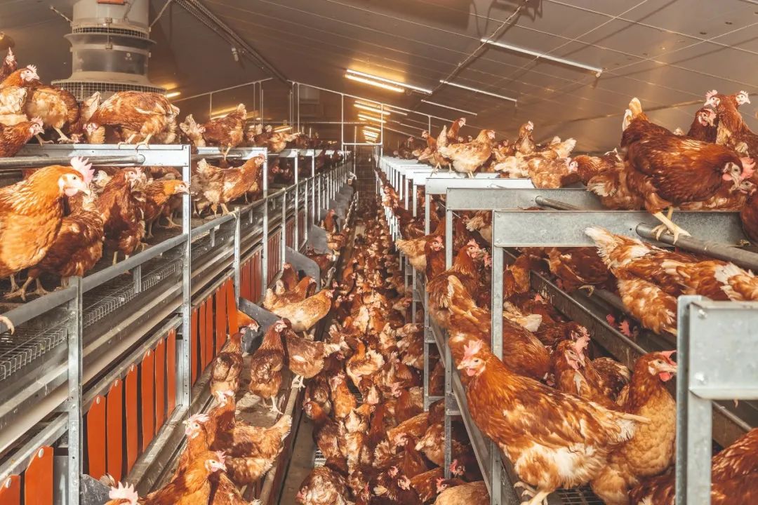 VIV南京重磅官宣：与大荷兰人达成2023年度战略合作关系丨全球家禽家畜饲养设备供应商.jpg